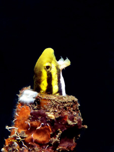 Hmmm, shorthead fang blenny, I know where the name comes ... by Sven Tramaux 